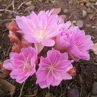 Lewisia rediviva